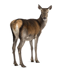 Fototapeta premium Female red deer in front of a white background