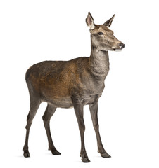 Female red deer in front of a white background