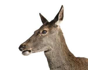 Close-up of a female red deer in front of a white background