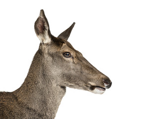 Obraz premium Close-up of a female red deer in front of a white background