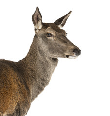 Close-up of a female red deer in front of a white background