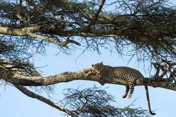 Leopard resting on a branch, Serengeti, Tanzania