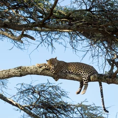 Foto op Plexiglas Leopard resting on a branch, Serengeti, Tanzania © Eric Isselée