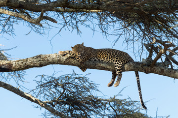 Naklejka premium Leopard resting on a branch, Serengeti, Tanzania