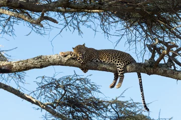 Gardinen Leopard resting on a branch, Serengeti, Tanzania © Eric Isselée