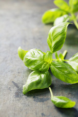 Fresh basil