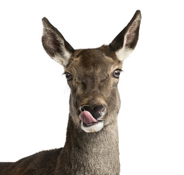 Fototapeta Close-up of a female red deer in front of a white background