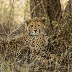 Naklejka na ściany i meble Close-up of a Young Cheetah, Serengeti, Tanzania