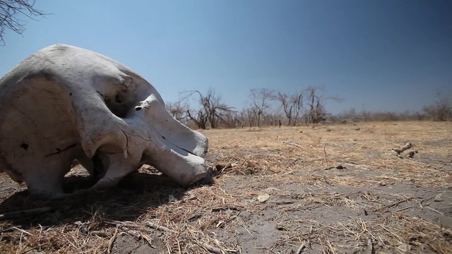 Game vehicle drives past elephant skull lying on the ground in the African wilderness.