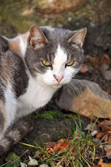 beautiful adult spotted multicolor cat