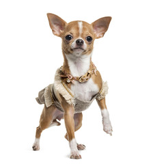 Chihuahua in front of white background