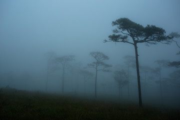 Fototapeta premium Phu Soi Dao National Park located in the north of Thailand. One of the its attractions, Khasiya Pine Field. Fog is common at the Pine Field and makes the area looked mysterious.