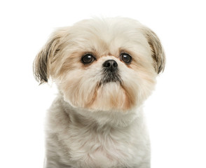 Shih Tzu in front of white background