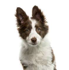 Border Collie in front of white background