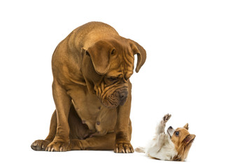 Obraz premium Dogue de Bordeaux sitting and looking at a Chihuahua