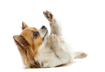 Chihuahua lying in front of a white background