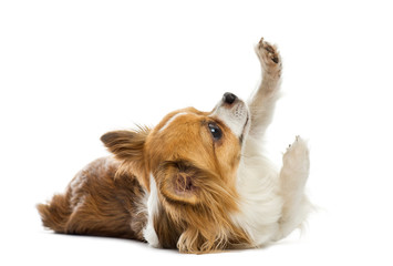 Chihuahua lying in front of a white background