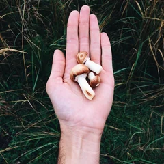 Foto op Plexiglas mushrooms on the hand in the forest © Yevhenii Kukulka