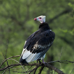 White-headed vulture perched on a branch, Serengeti, Tanzania