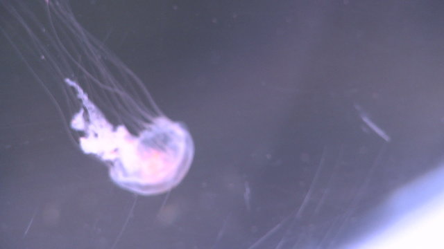 Graceful jellyfish