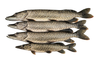 Catch four pike