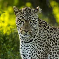 Foto op Canvas Close-up of a Leopard, Serengeti, Tanzania © Eric Isselée