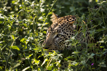 Leopard hiding in a bush, Serengeti, Tanzania