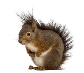 Red squirrel in front of a white background