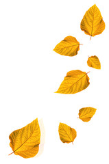 Fototapeta na wymiar Autumn leaves isolated on white background