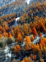 I magici colori dell'autunno sulle alpi Valli di Susa Bardonecchia Piemonte Italia