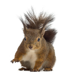 Fototapeta premium Red squirrel in front of a white background