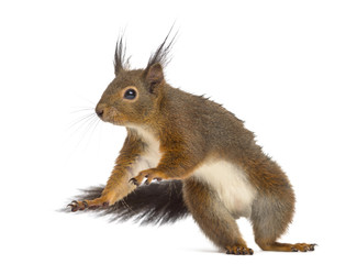 Red squirrel in front of a white background