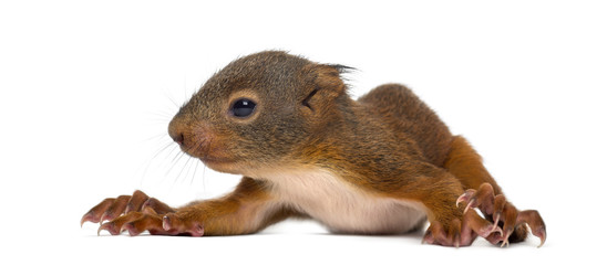 Baby Red squirrel in front of a white background
