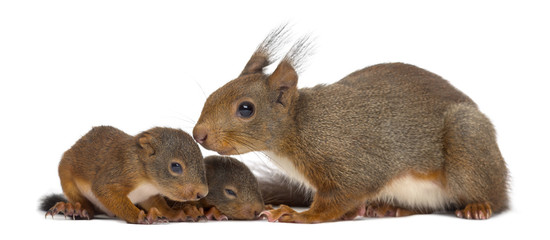 Écureuil roux et bébés devant un fond blanc