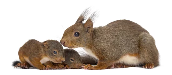 Foto auf Glas Mother Red squirrel and babies in front of a white background © Eric Isselée