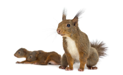 Mother Red squirrel and babies in front of a white background