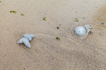 Couple jellyfish failed on sands