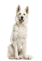 Swiss shepherd dog sitting in front of a white background