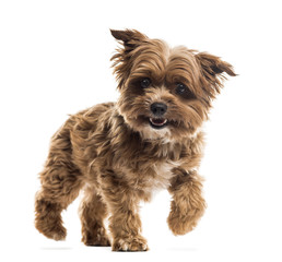 Yorkshire terrier in front of a white background