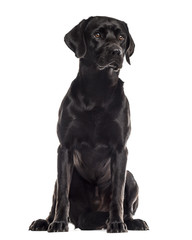 Labrador sitting in front of a white background