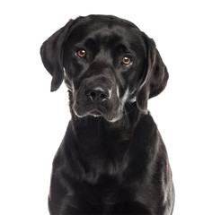 Close-up of a labrador in front of a white background
