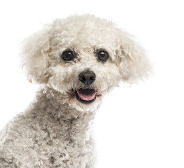 Close-up of a Maltese in front of a white background