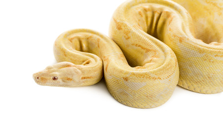 Albino royal python in front of a white background