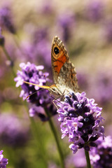papillon sur la lavande