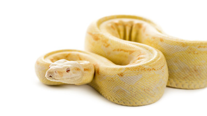 Albino royal python in front of a white background