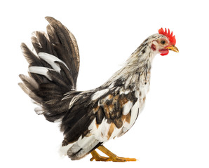 Bantam hen in front of a white background