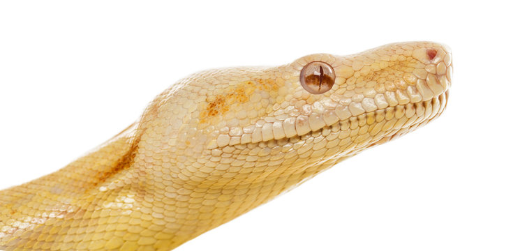 Close-up of an Albino royal python