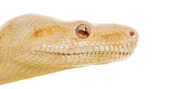 Close-up of an Albino royal python