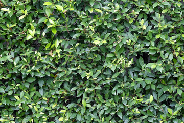 Green leaves texture plane perpendicular shooting