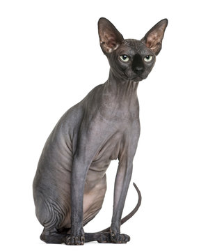 Sphynx (2 years old) in front of a white background